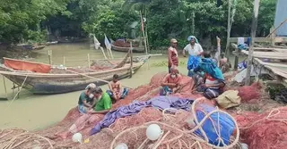 প্রজননের জন্য চাঁদপুরে পদ্মা-মেঘনায় মধ্যরাত থেকে ইলিশ ধরায় নিষেধাজ্ঞা জারি